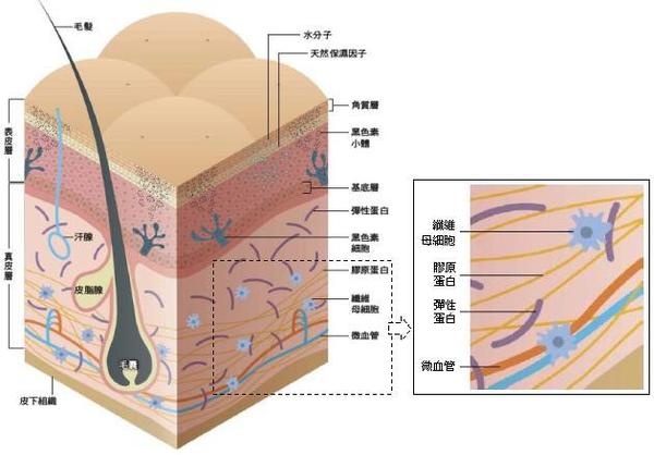 美容儀器-第39屆鄭州國際美容美發(fā)化妝品博覽會(huì)
